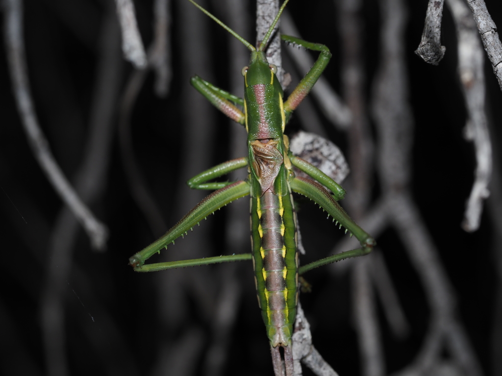 Hemisaga saussurei