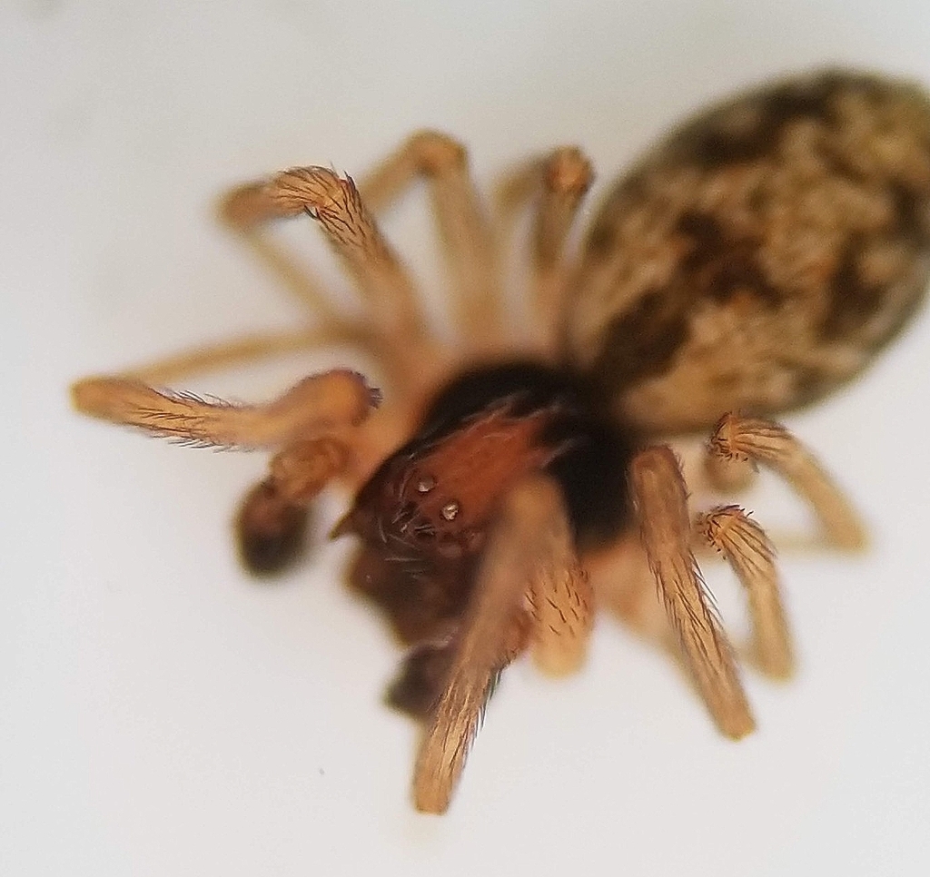 Phantyna terranea