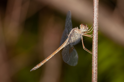 Evening Skimmer photo 6