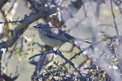 Stigmatura budytoides