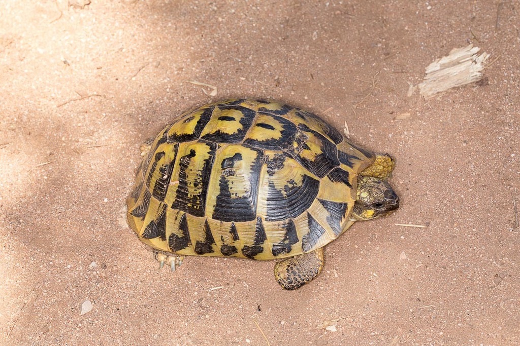 Tortue d'Hermann (Testudo hermanni)