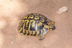Testudo hermanni hermanni