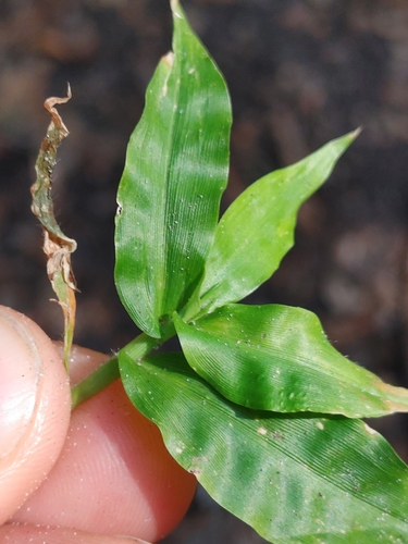 Oplismenus hirtellus ssp. setarius