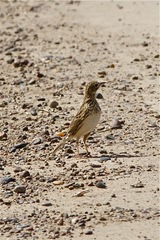 Anthus furcatus