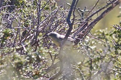 Stigmatura budytoides