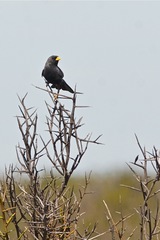 Rhopospina carbonaria