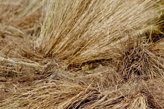 Anthus furcatus