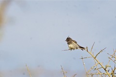 Anairetes flavirostris