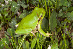 Hyla sarda
