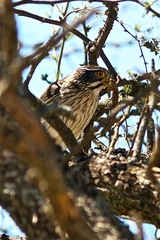 Spiziapteryx circumcincta