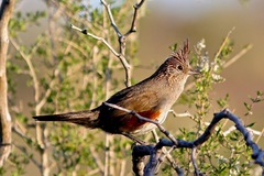 Rhinocrypta lanceolata