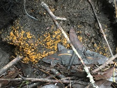 Anthracobia macrocystis