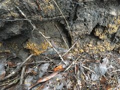 Anthracobia macrocystis