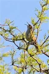 Tarphonomus certhioides