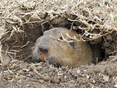 Cratogeomys castanops