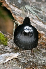 Scytalopus magellanicus