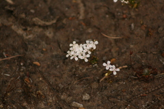 Stylidium guttatum