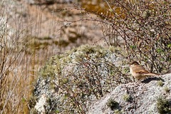 Cinclodes comechingonus