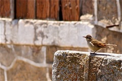 Cinclodes comechingonus