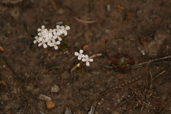 Stylidium guttatum