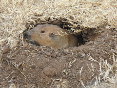 Cratogeomys castanops