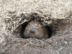 Cratogeomys castanops