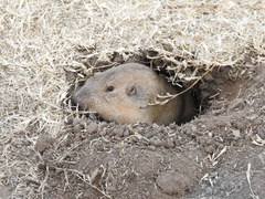 Cratogeomys castanops