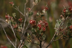 Adenanthos cuneatus