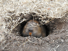 Cratogeomys castanops