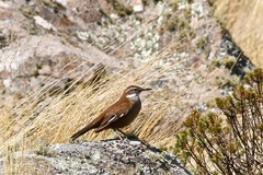 Cinclodes atacamensis