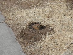 Cratogeomys castanops