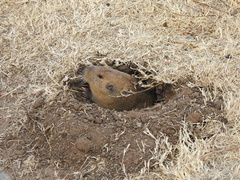 Cratogeomys castanops