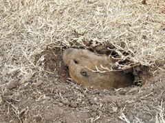 Cratogeomys castanops