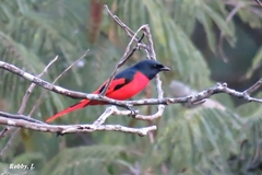 Scarlet Minivet photo 5
