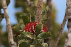 Dasineura banksiae