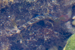 Salaria pavo