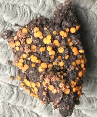 Anthracobia macrocystis