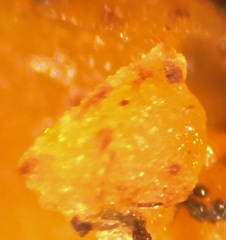 Anthracobia macrocystis