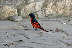 Pericrocotus ethologus