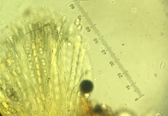 Anthracobia macrocystis