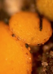 Anthracobia macrocystis