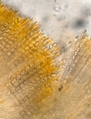 Anthracobia macrocystis