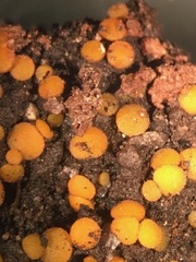 Anthracobia macrocystis