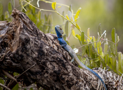 Agama mucosoensis