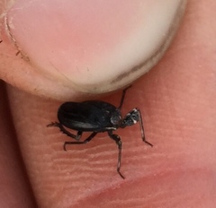 Phylloscelis atra