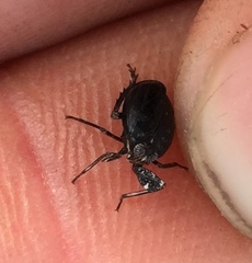 Phylloscelis atra