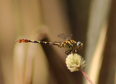 Paragomphus lineatus