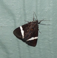 Coenotoca subaspersa