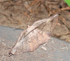 Xenomusa metallica