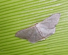 Idaea coercita